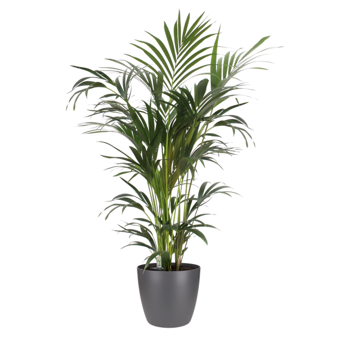 brussels rund 22cm anthrazit